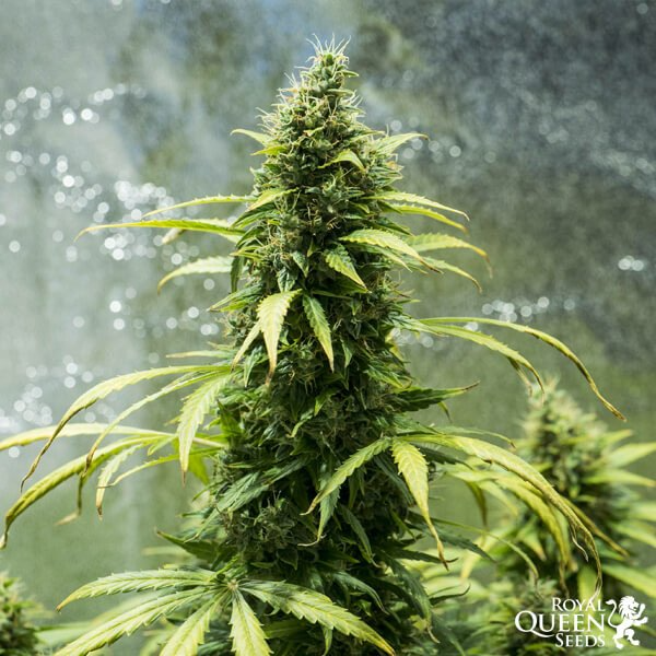 Semillas automáticas en Chile: guía para elegir y cultivar (2026)