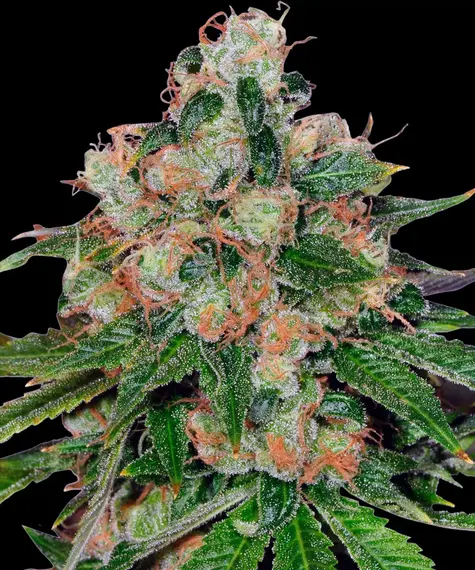 Semillas CBD en Chile: genética rica en CBD que sí está en stock